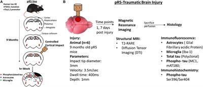 Diffusion Tensor Imaging Detects Acute Pathology-Specific Changes in the P301L Tauopathy Mouse Model Following Traumatic Brain Injury